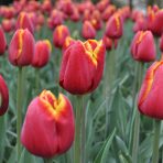  Colorful Tulips, BeNeLux 2015  